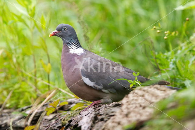 Houtduif (Columba palumbus)