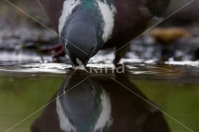 Houtduif (Columba palumbus)