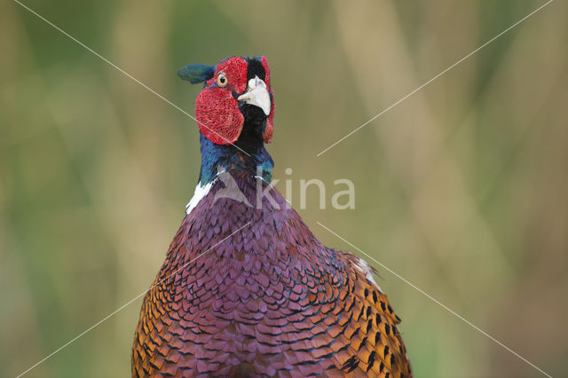 Ring-necked Pheasant (Phasianus colchicus)