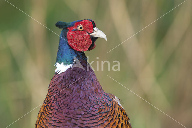 Ring-necked Pheasant (Phasianus colchicus)