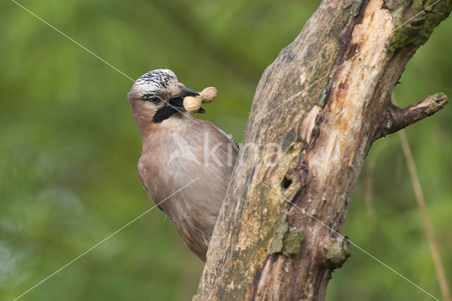 Eurasian Jay (Garrulus glandarius)