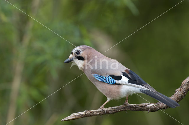 Vlaamse Gaai (Garrulus glandarius)