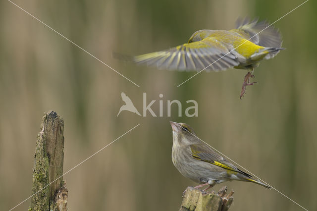 European Greenfinch (Carduelis chloris)