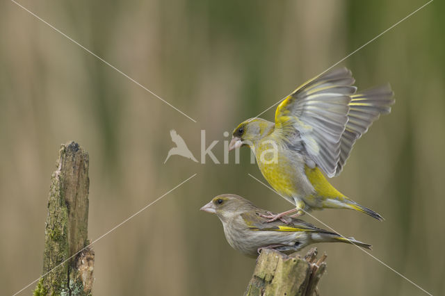 Groenling (Carduelis chloris)