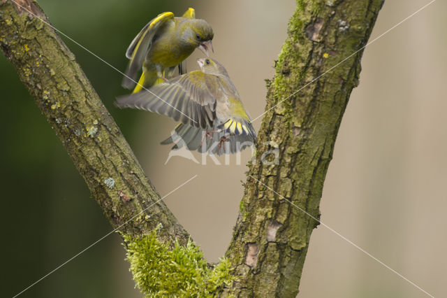 Groenling (Carduelis chloris)