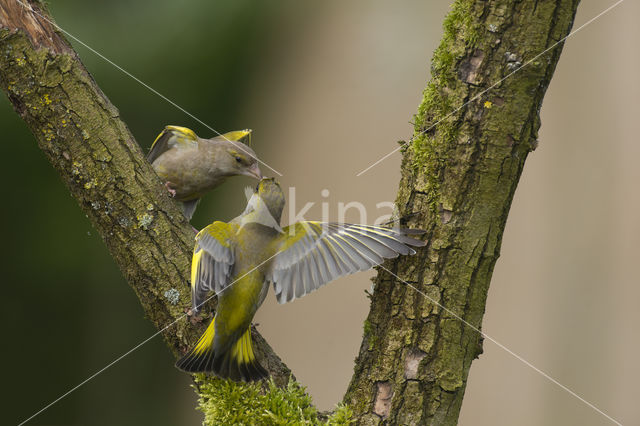 Groenling (Carduelis chloris)