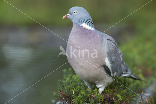 Houtduif (Columba palumbus)