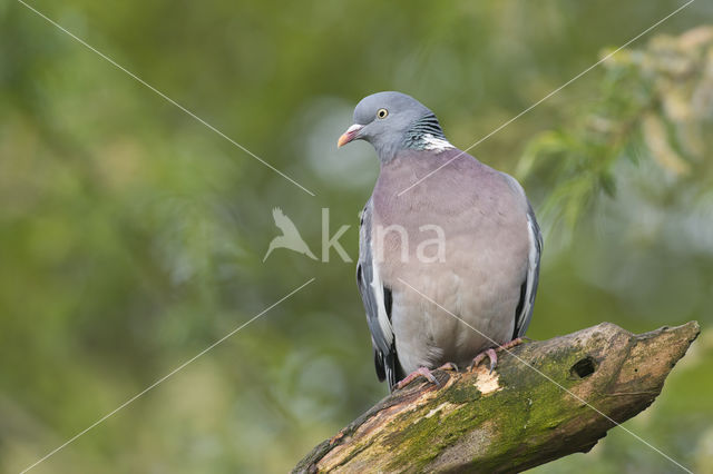 Houtduif (Columba palumbus)