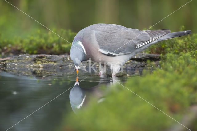 Houtduif (Columba palumbus)