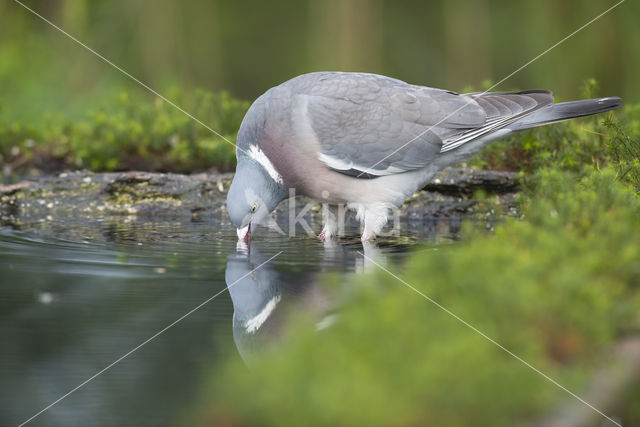 Houtduif (Columba palumbus)