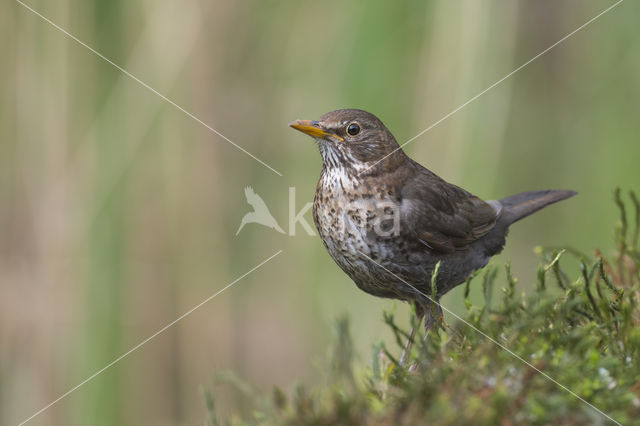 Eurasian Blackbird (Turdus merula)