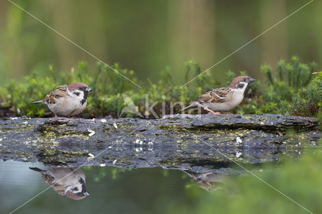 Eurasian Tree Sparrow (Passer montanus)