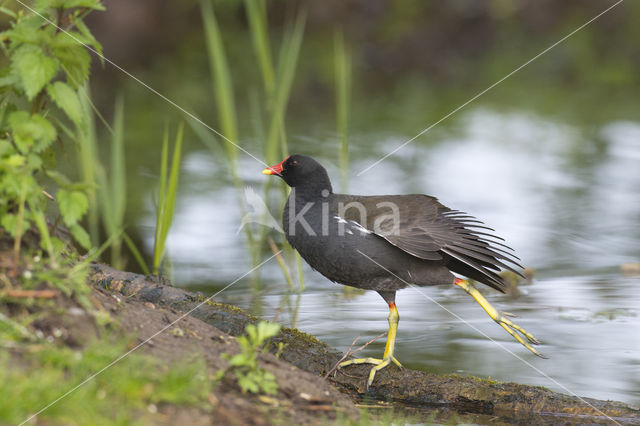 Waterhoen (Gallinula chloropus)