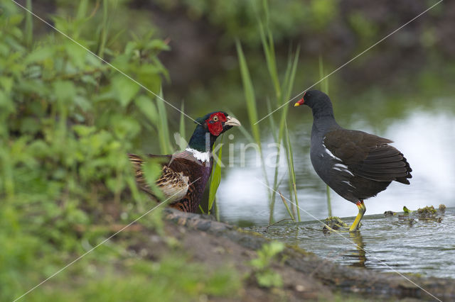 Waterhoen (Gallinula chloropus)