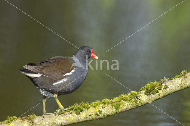 Common Moorhen (Gallinula chloropus)