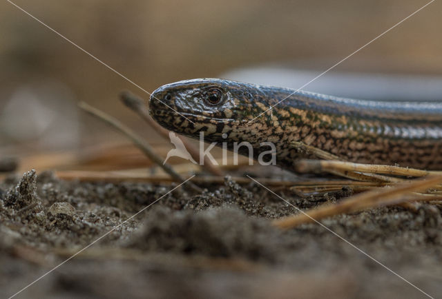 Hazelworm (Anguis fragilis)