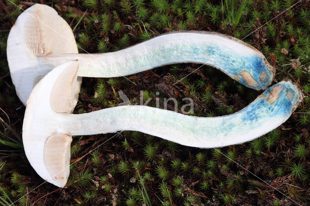 leccinum cyaneobasileucum