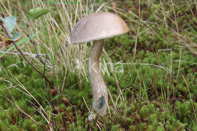 berkenboleet bruingrijze (leccinum cyaneobasileucum)