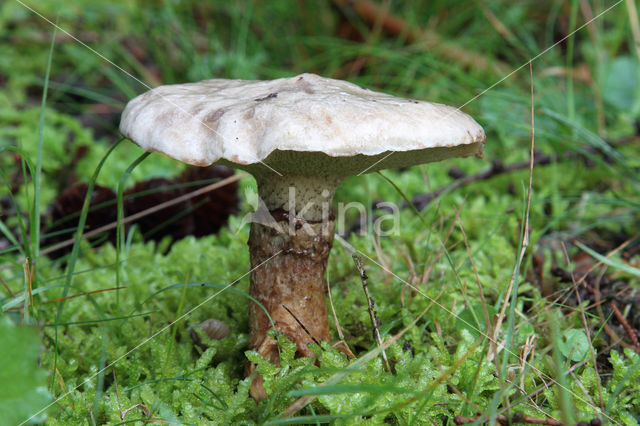 Grauwe ringboleet (Suillus laricinus)