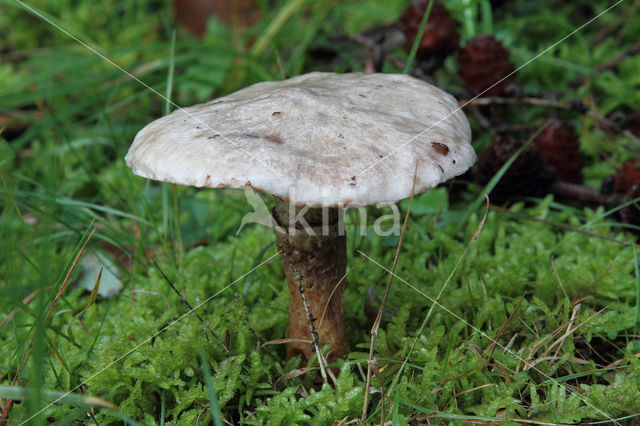 Suillus laricinus