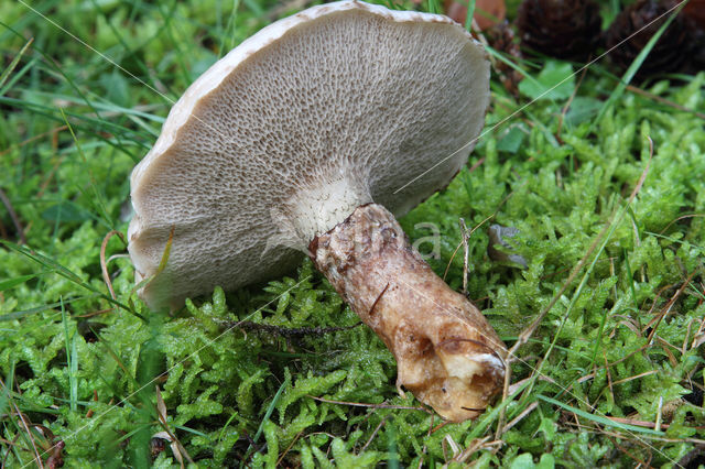 Grauwe ringboleet (Suillus laricinus)