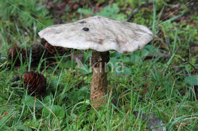 Grauwe ringboleet (Suillus laricinus)