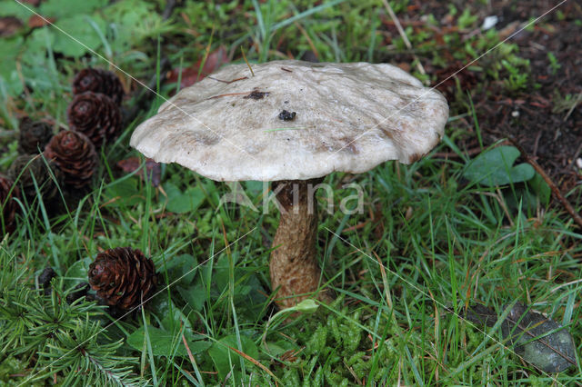 Grauwe ringboleet (Suillus laricinus)