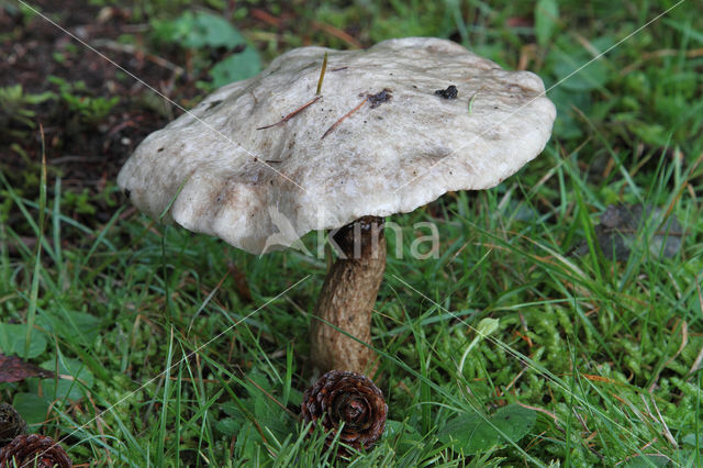 Grauwe ringboleet (Suillus laricinus)