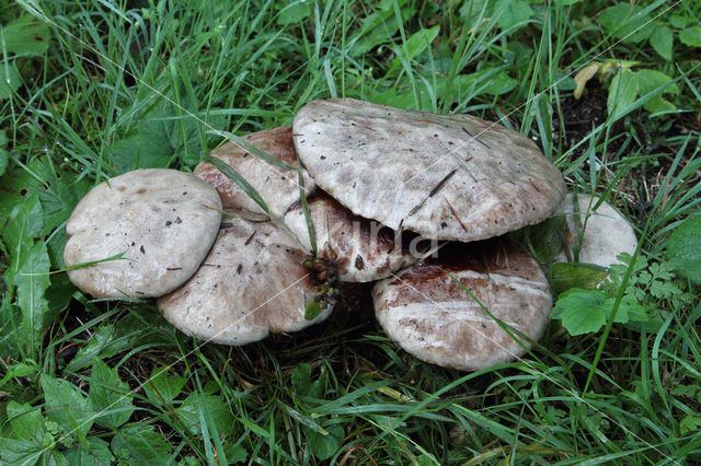 Grauwe ringboleet (Suillus laricinus)