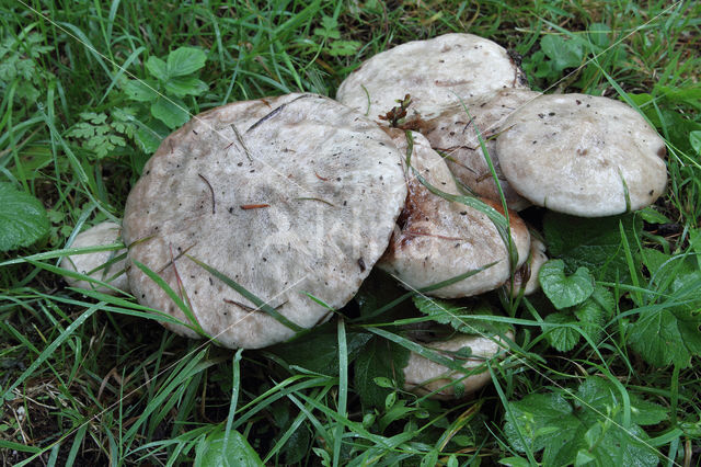 Grauwe ringboleet (Suillus laricinus)