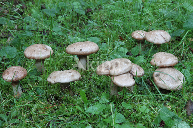 Suillus laricinus