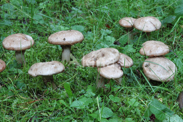 Grauwe ringboleet (Suillus laricinus)