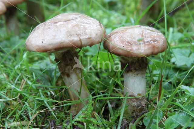 Grauwe ringboleet (Suillus laricinus)