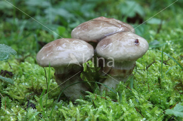 Grauwe ringboleet (Suillus laricinus)