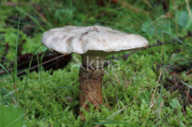 Grauwe ringboleet (Suillus laricinus)