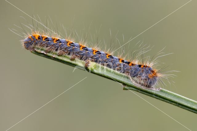 Northern Eggar (Lasiocampa quercus)