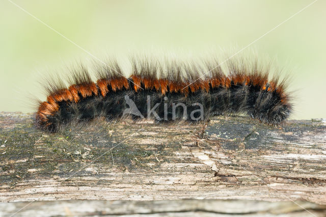 Fox Moth (Macrothylacia rubi)