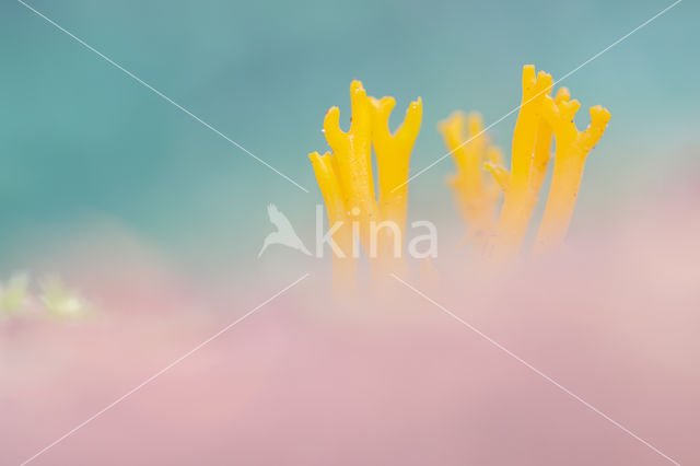 Yellow turning fork (Calocera viscosa)