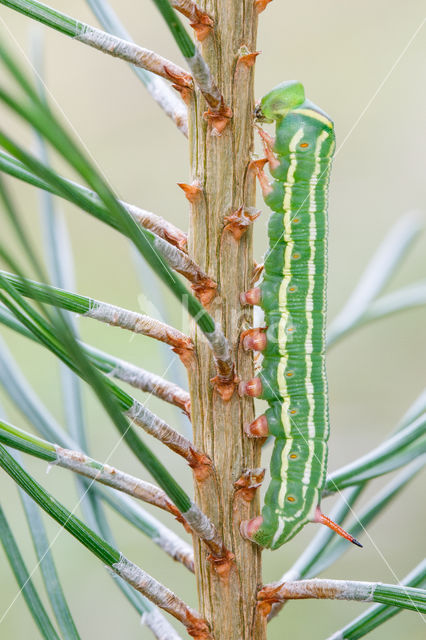 Dennenpijlstaart (Sphinx pinastri)