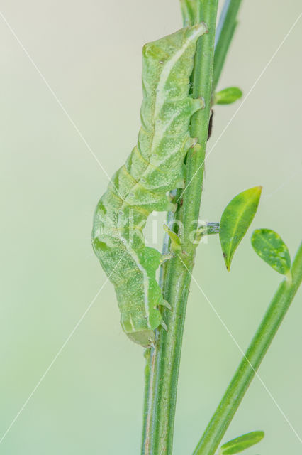 Dot Moth (Melanchra persicariae)