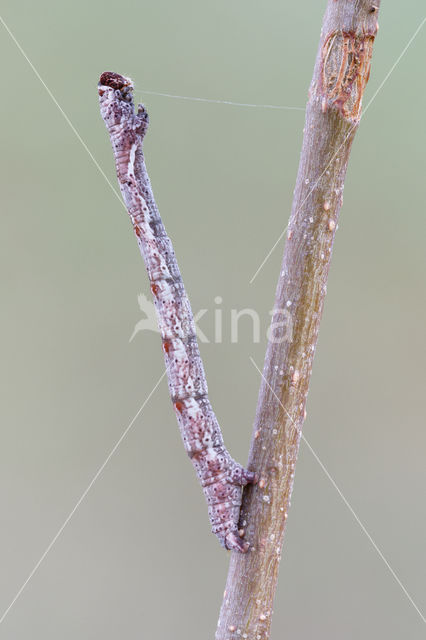 Berkenoogspanner (Cyclophora albipunctata)