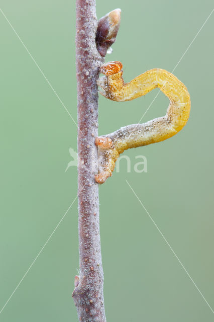 Birch Mocha (Cyclophora albipunctata)