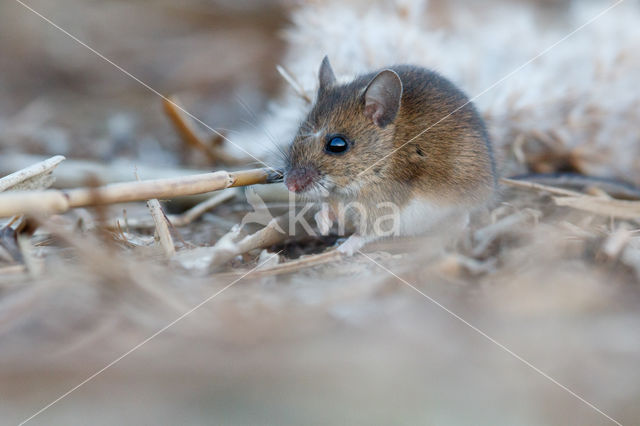 Bosmuis (Apodemus sylvaticus)