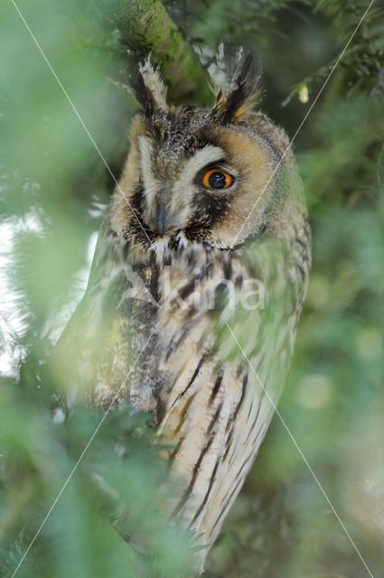 Long-eared Owl (Asio otus)