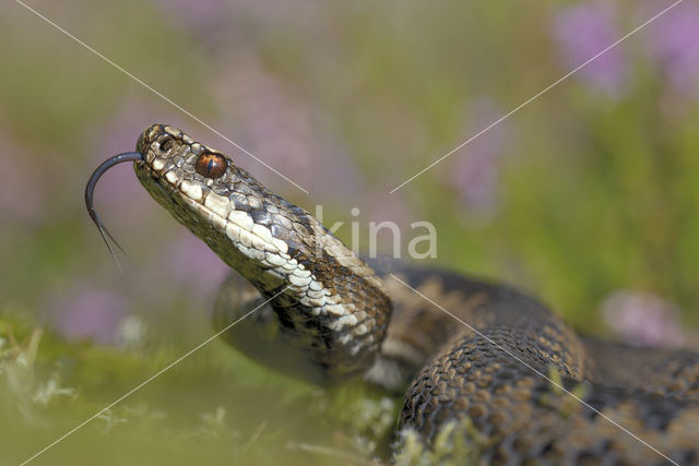 Adder (Vipera berus)