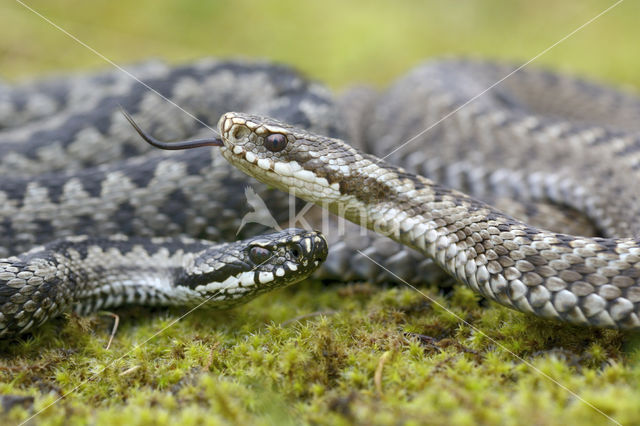 Adder (Vipera berus)