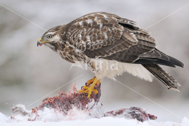 Buizerd (Buteo buteo)