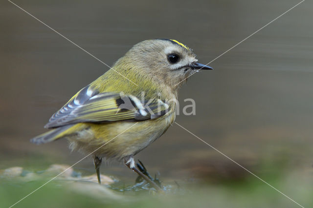 Goldcrest (Regulus regulus)