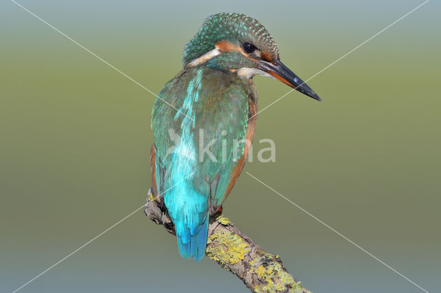 Kingfisher (Alcedo atthis)