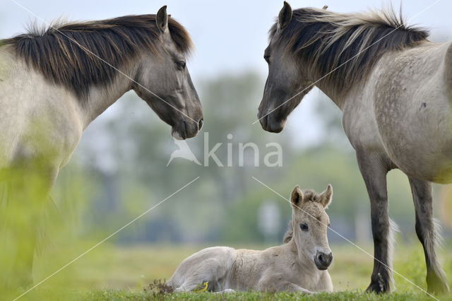 Konik Horse (Equus spp)